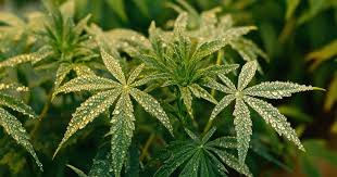 Exploring the Vibrant World of Orange Weed